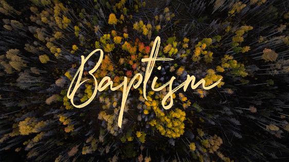 Fall Trees (Baptism)