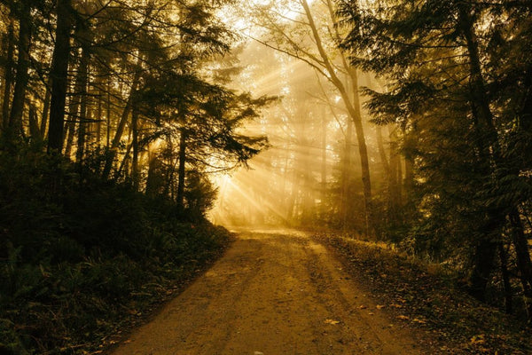 The Path Of Wisdom