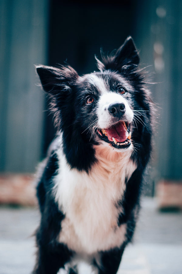 The $10,000 Dog