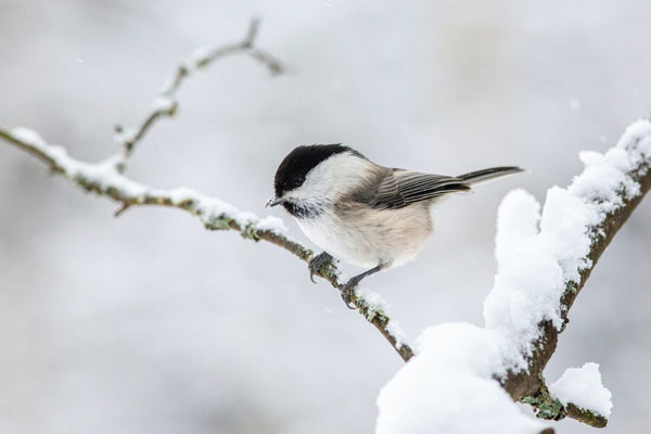 A Bird’s Feathers