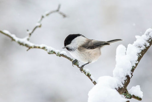 A Bird’s Feathers