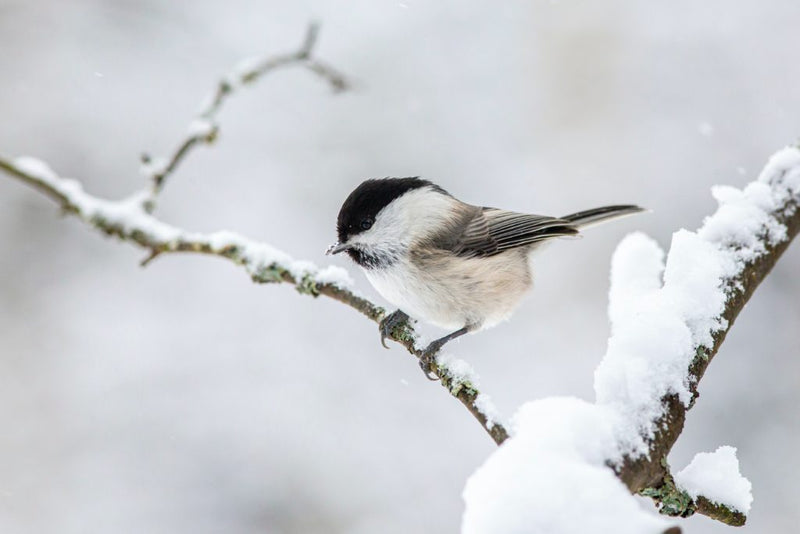 A Bird’s Feathers