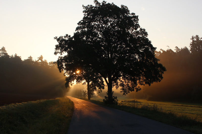 Spiritual Ancestry