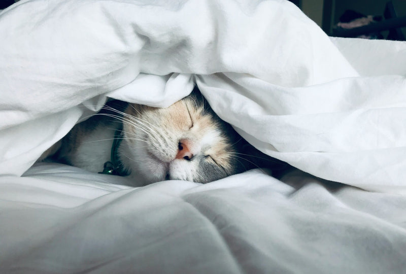 Rhythm of Rest