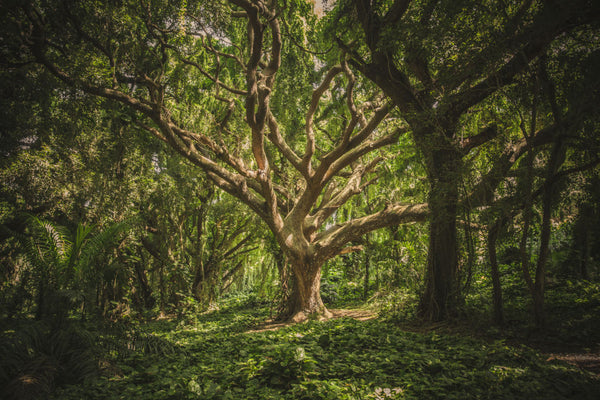 The Tree of Life