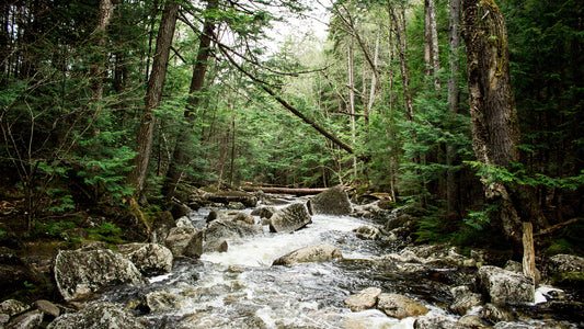 Psalm 23 (Surely Goodness, Surely Mercy)