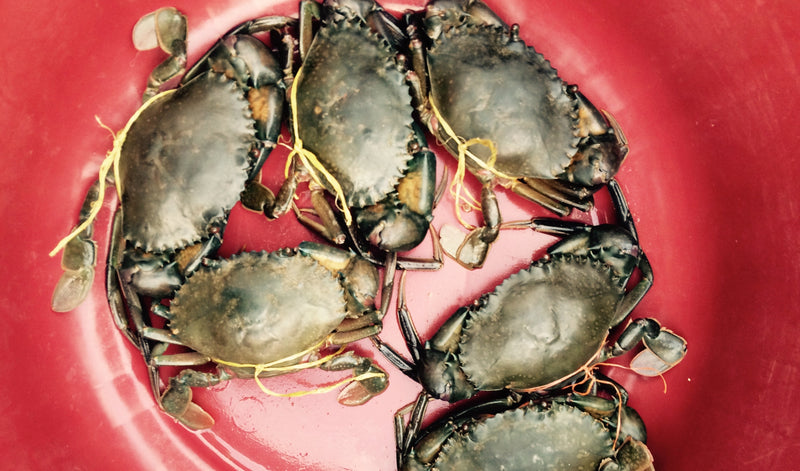 Crabs In A Bucket