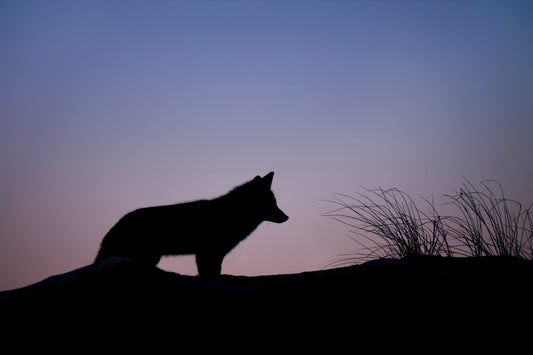 Wolf In Sheep's Clothing