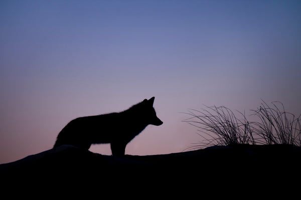Wolf In Sheep's Clothing