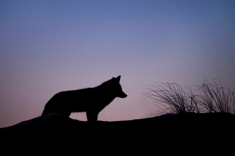 Wolf In Sheep's Clothing