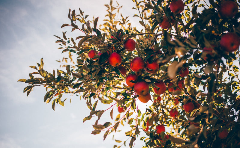 Rootstock