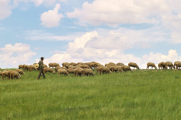 The Flock