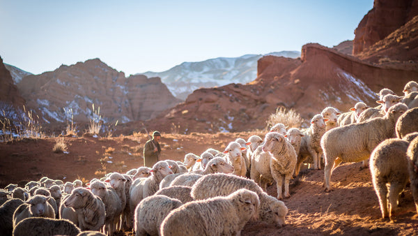 The Shepherd's Voice