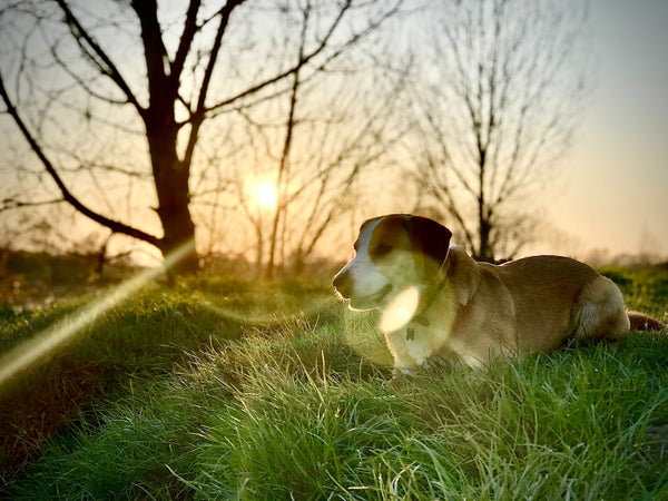 The Hound Of Heaven