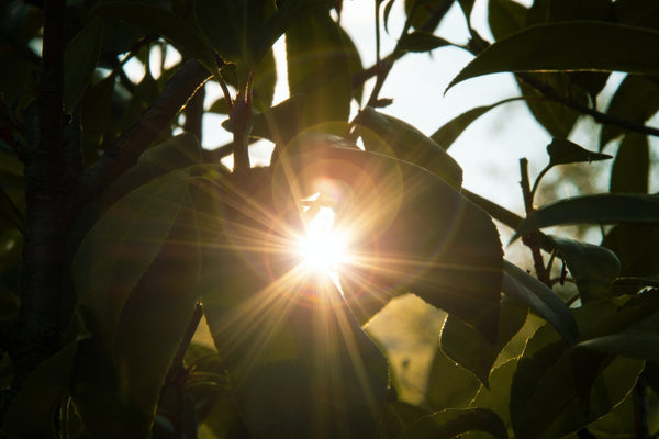 The Power Of Light