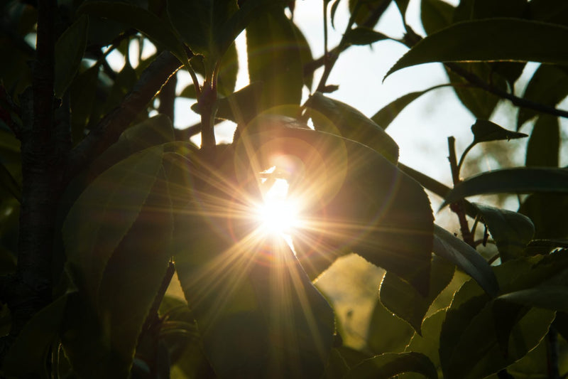 The Power Of Light