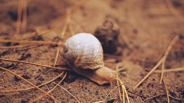 The Snail's Journey To The Ark