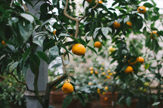 A Fruitful Church