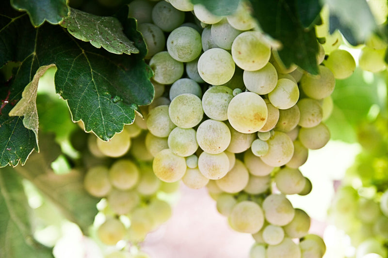 The Vine
